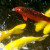 Koi Pond Koi Pond