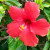 Hibiscus Hibiscus