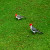 Brazilian Red Crested Cardinals Brazilian Red Crested Cardinals