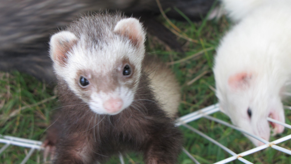 Are you ready to adopt FERRETS?