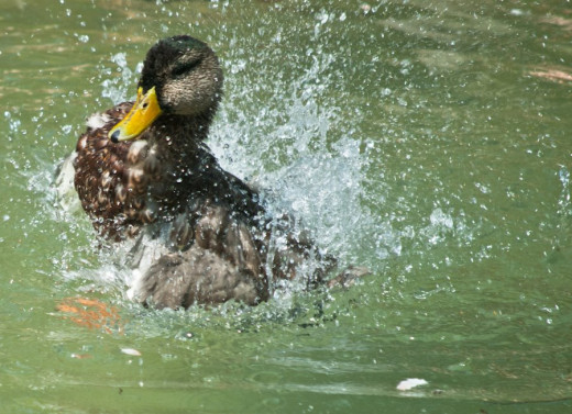 Ducks Splashing