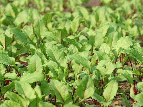 Picture of young Beets growing.These beets are growing in a garden for to be pulled and used as needed.