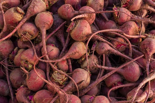 Picture of pulled Beets. These pulled beets are being gather to be washed,cleaned and cooked  And be used to maked favorite dishes that uses beets.