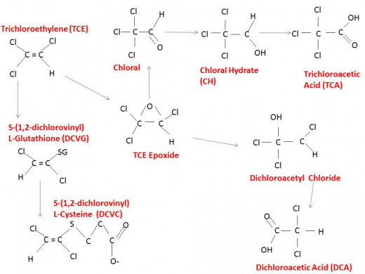 The proposed breakdown of Trichloroethylene in the body.