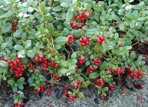 Image result for lingonberries