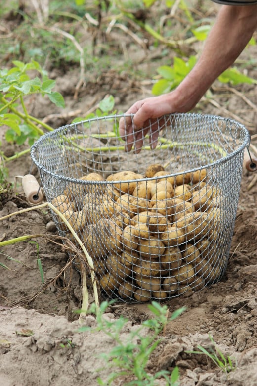 Harvesting Potatoes