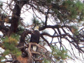Bald Eagles: Facts, Photos and Videos