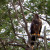 Is this a golden eagle or an immature bald eagle?  I took this photo from a moving kayak on the Flathead River in Montana.  That's why it is a little blurry.  