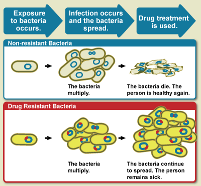 Drug Resistant bacteria vs normal bacteria.