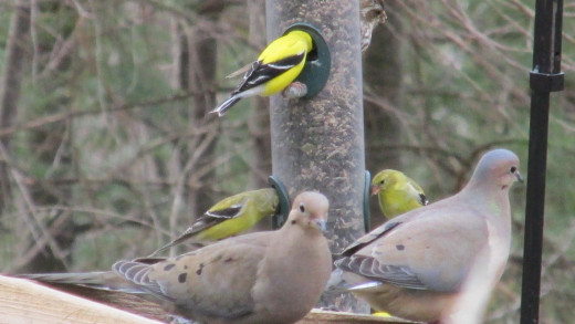 American Goldfinches, male and female; mourning doves in foreground.