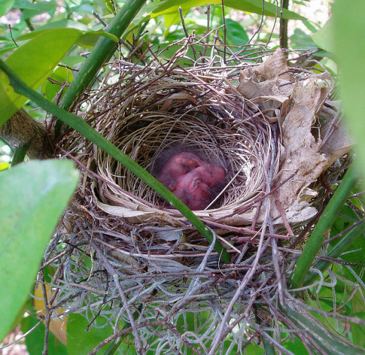 Northern Cardinal Nest in vine.