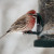 Male House Finch will be making a nest around here this spring.
