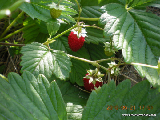 Grow Strawberries - Sustainable Perennials