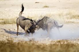 Wildebeest Facts--Fighting