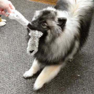 Keeshond Charlie likes Skinneeez toys