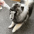 Keeshond Charlie likes Skinneeez toys
