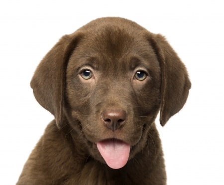Lab puppy...two months old. Can you say CUTE?!?!?