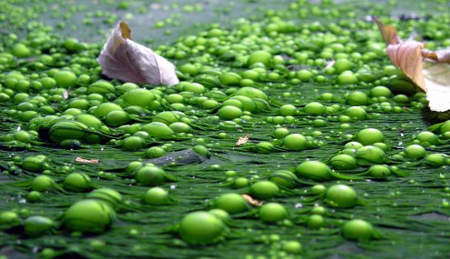 While algae is not poisonous, it sucks oxygen from the water and kills species. Because toxins can cause algae build up, heavy traces of algae usually indicate toxins were or likely are present (Lendon, 2011, para 3).