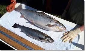 GMO salmon compared to traditional salmon