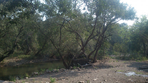 Reserve Forest for Lion