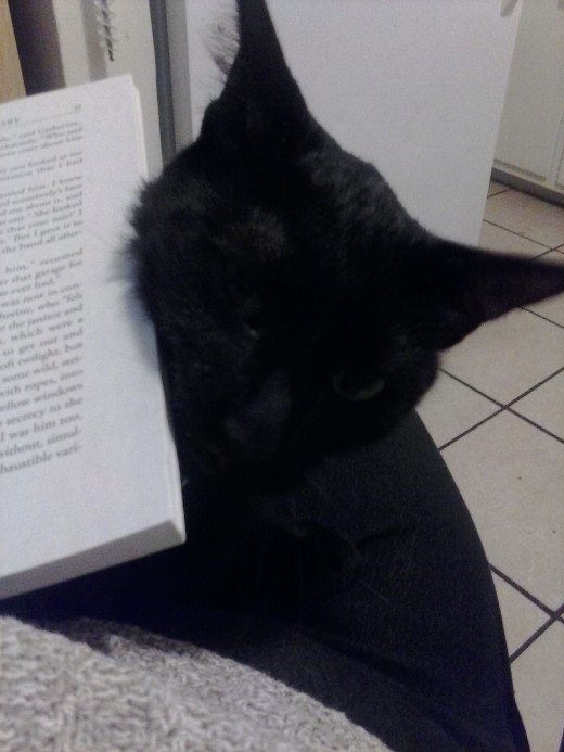 Onyx is a sweetheart, he follows me all over the house like my personal shadow, meowing and cuddling up to me at all possible times.  In this picture I was reading The Great Gatsby and he was determined it was his turn for my attention.