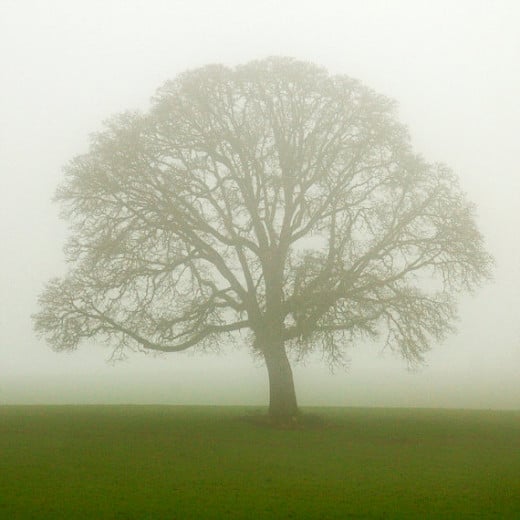 Hope came to Sarah in the mist of the mighty oak