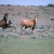 Wild horses in Utah image:wikimedia Wild horses in Utah image:wikimedia