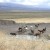 Wild horses at a water source image:wikimedia Wild horses at a water source image:wikimedia