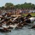 Assateague ponies swim across the bay every year. image:wikimedia Assateague ponies swim across the bay every year. image:wikimedia