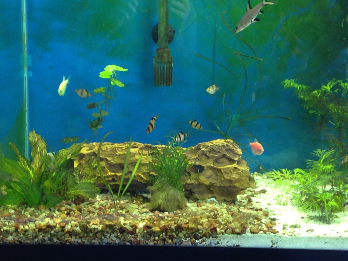 Larger tanks mean more room for schooling fish to swim and, well, school. 