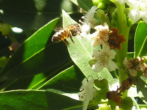 A honey bee on a green flower