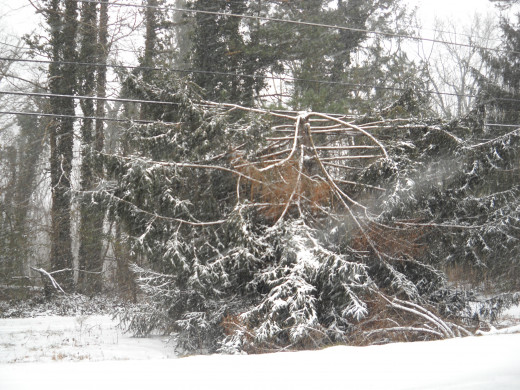 Snow felled tree 
