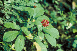 Panax Ginseng Health Benefits and Side Effects - Red Panax Ginseng Extract