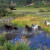 Horse ranching in Montana.