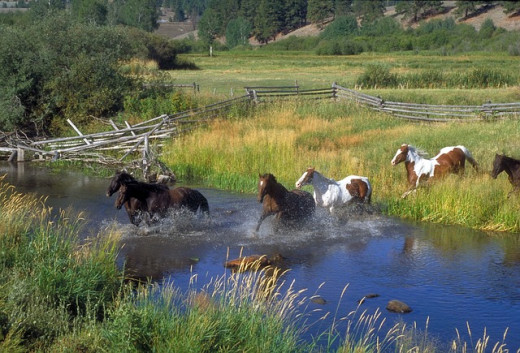 Horse ranching in Montana.