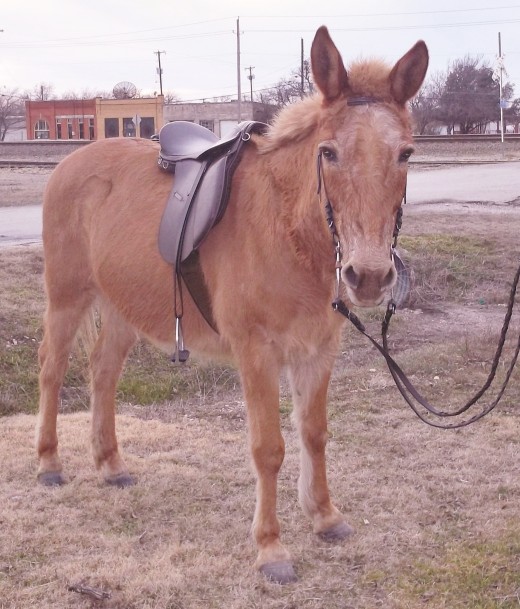 Here's Rojo in his saddle and bridle after a ride. 
