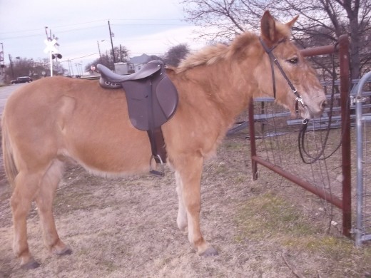 This isn't such a great shot of Rojo, but it shows off the tack well. Incidentally, Rojo's mane is about 3X longer than it was when I got him. I think those big mules he was living with were chewing his mane off!
