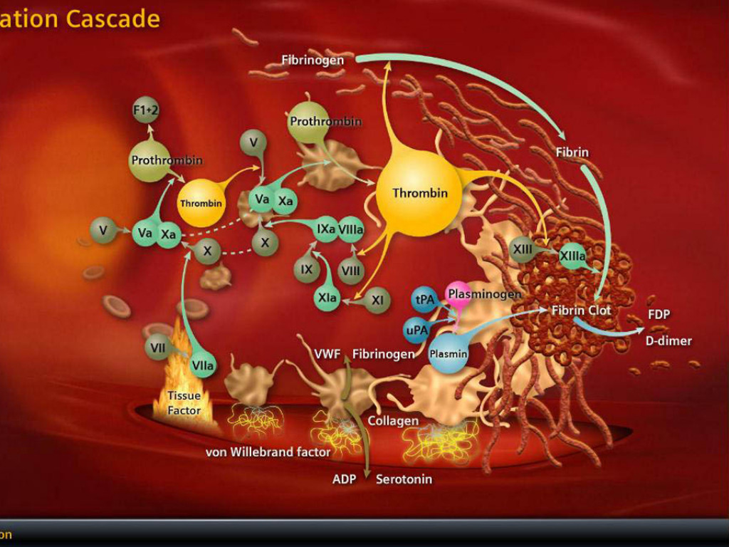 Medical Importance And General Considerations In Coagulation And 
