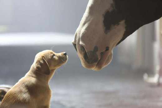 "Best Buds" Super Bowl commercial by Budweiser. Very, very heartwarming.