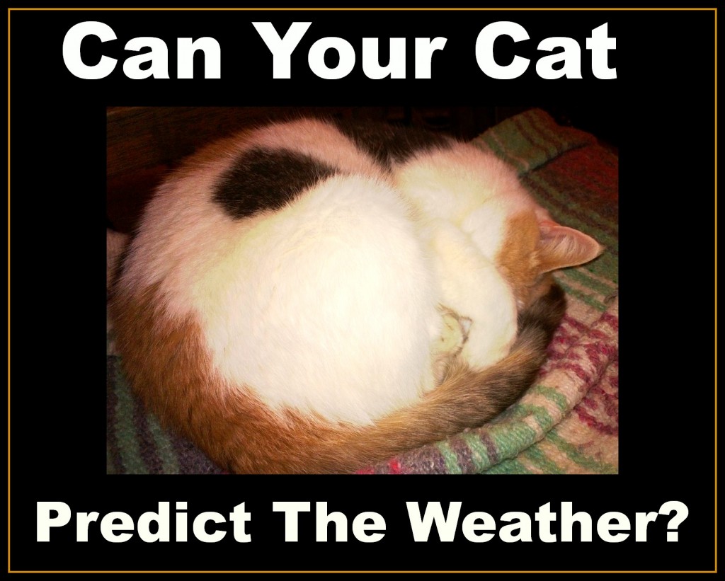 Can Your Cat Predict The Weather? PetHelpful