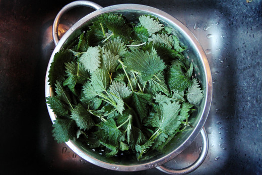 A pot with fresh Stinging nettle petals.