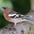 Male: Common Chaffinch (Fringilla coelebs). Deutsch: Buchfink English: Chaffinch Male: Common Chaffinch (Fringilla coelebs). Deutsch: Buchfink English: Chaffinch