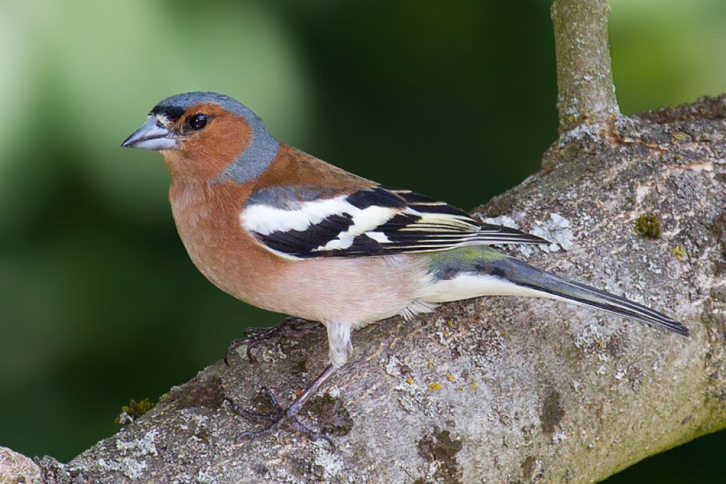 The Common Chaffinch – also Known as Der Buchfink.