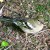 English: Immature plumage of common chaffinch (Fringilla coelebs). English: Immature plumage of common chaffinch (Fringilla coelebs).