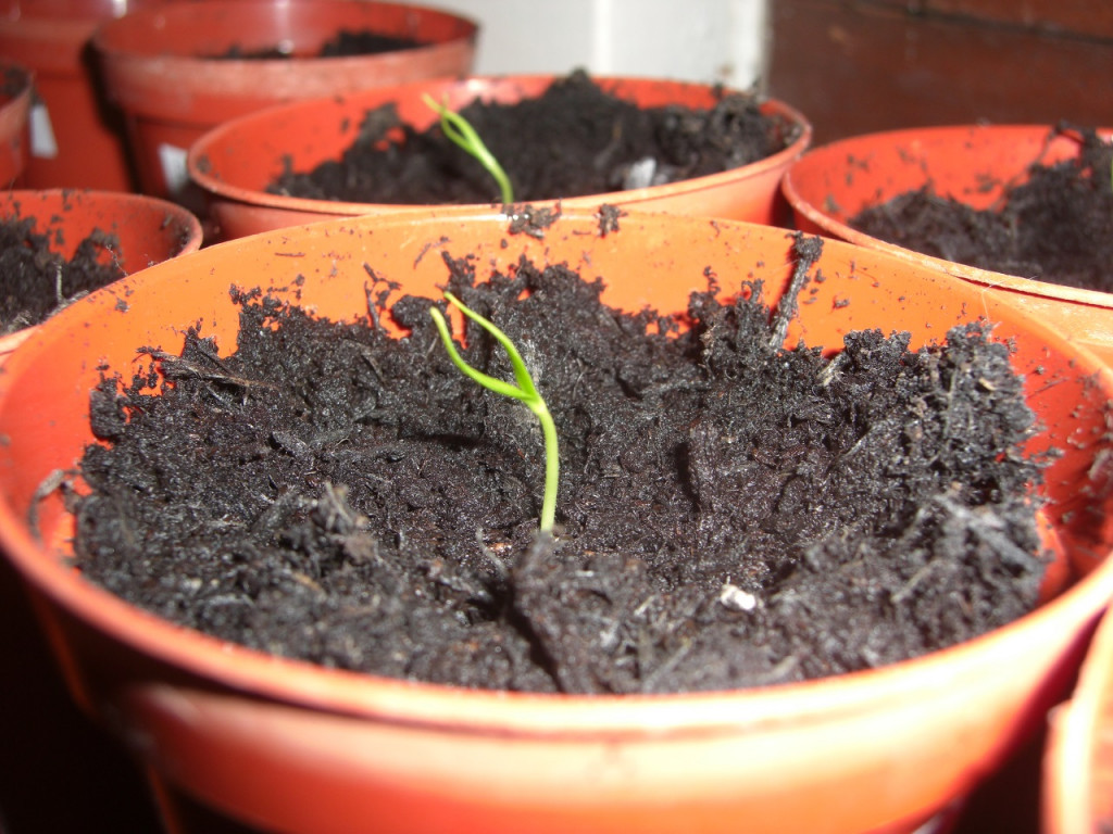 how-to-sow-seeds-in-pots-and-trays-indoors