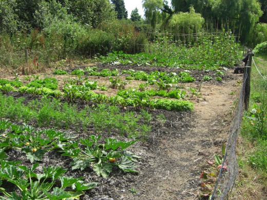a vegetable allotment
