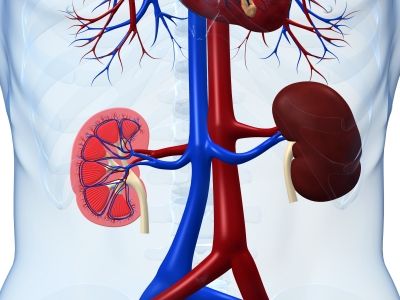 The hypertension occurring in acute nephritic syndrome is often self-limiting and in most cases does not require any special treatment. If the blood pressure is high (diastolic above 110-120) and hypertensive complications are imminent,