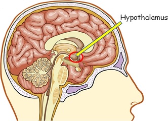 Physical and chemical stimuli also influence the hypothalamus through the blood perfusing it. The supraoptic and paraventricular nuclei respond to these stimuli by the production of hormones vasopressing and oxytocin. 
