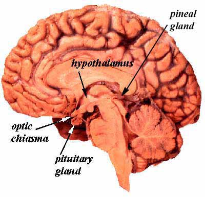 Blood supply to the hypothalamus and pituitary is derived from the superior and inferior hypophyseal arteries which are branches of the internal carotid artery. 