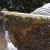 A honeybee colony being examined by professional beekeeper.